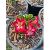 ราคา ชวนชมพันธุ์ เขาแกะ ขนาดกระถาง 6 นิ้ว จัดส่งทั้งกระถาง (2604952188)