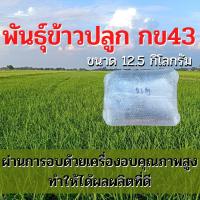 ราคา เมล็ดพันธุ์ ข้าวปลูก พันธุ์ข้าวปลูก กข 43 เมล็ดพันธุ์ข้าว พันธุ์ข้าว กข 43 12 5 กิโลกรัม (3197972499)