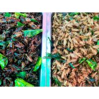 ราคา แมลงทอดรวม 2 อย่าง จิ้งหรีด สะดิ้ง น้ำหนักก่อนทอด 500 กรัมทอดตามออเดอร์เท่านั้นค่ะ (19596502999)