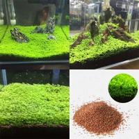 ราคา 100 เมล็ดหญ้าน้ำ สำหรับปลูกตกแต่งตู้ปลา ตู้ไม้น้ำ Aquarium Plants Seed ช่วยสร้างระบบนิเวศในตู้ปลาให้เหมือนกับธรรมชาติ พืชน้ำตกแต่งตู้ปลา (11769603240)