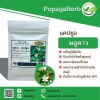 ราคา พลูคาวผง 100 แคปซูล ผงสมุนไพร100 (17854212305)