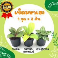 ราคา โปร 10 10 เซ็ตมหาเฮง 1 ชุด 3 ต้น ต้นกุมารทอง เศรษฐีรวยทรัพย์ ต้นเศรษฐีนำโชค ไม้มงคลเศรษฐี ต้นไม้มงคลสวยๆ ไม้มงคลโชคลาภ ไม้มงคลจิ๋ว (14719638581)