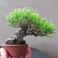 ราคา สนดำญี่ปุ่น ถูกที่สุด25บ เมล็ดพันธุ์บอนไซสนดำญี่ปุ่น10 100 เมล็ด ปลูกง่าย โตไว ทำบอนไซสวย (10723791826)