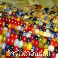 ราคา ข้าวโพดอัญมณี ถูกที่สุด10บ เมล็ดข้าวโพดอัญมณี10เมล็ด ปลูกง่าย สีสวย (10724271136)