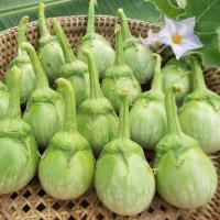 ราคา มะเขือเปราะ ถูกที่สุด10 บ เมล็ดพันธุ์มะเขือเปราะเจ้าพระยา 20 เม็ด ปลูกง่าย ขึ้นไว ผลดก ดูเเลง่าย (13042998670)