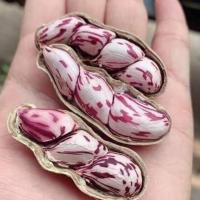 ราคา ถั่วลิสงลายเสือ ถูกที่สุด10บ เมล็ดพันธุ์ถั่วลิสงลายเสือ 5 เมล็ด ปลูกง่าย ผลดก พุ่มใหญ่มาก (10723819541)