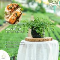 ราคา Treeno 9 T202 เลมอนไทม์ Lemon Thyme ส่งแบบ ถุงดำ 6 นิ้ว และ กระถาง 8 นิ้ว สูง 15 30 cm สมุนไพรฝรั่ง กลิ่นหอม ดีต่อสุขภาพ Herb (17436144407)