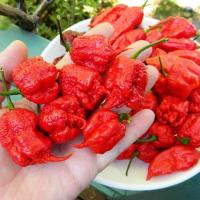 ราคา พริกเผ็ดดด ที่สุดในโลก carolina reaper ถูกที่สุด25บ carolina reaper 5 เมล็ด ปลูกง่าย ขึ้นไว เผ็ดที่สุด (13058247508)