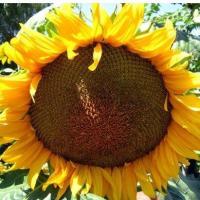 ราคา ทานตะวันยักษ์ ถูกที่สุด10 บ 20เมล็ด สวยโดดเด่น ดอกใหญ่ที่สุด (13087218666)