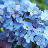 ราคา ดอก Forget Me Not ถูกที่สุด10บ เมล็ดพันธุ์ฟอเกตมีนอต 20 เมล็ด งอกดี พุ่มใหญ่ สีสวยมาก (12965528662)