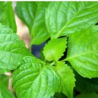 ราคา ยี่หร่า ถูกที่สุด10บ เมล็ดยี่หร่า10เมล็ด หอมแรง ปลูกง่ายขึ้นไว ใบดก (13180709558)