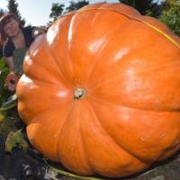 ราคา ฟักทองยักษ์ ฟักทองใหญ่ที่สุดในโลก ถูกที่สุด10บ ฟักทองยักษ์ 2 เมล็ด เมล็ดนำเข้า พันธุ์แท้ 100 ปลูกง่าย ผลใหญ่ โตไว (12691649570)