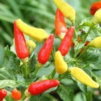 ราคา พริกกะเหรี่ยง ถูกที่สุด10บ เมล็ดพันธุ์พริกกะเหรี่ยง20 200เมล็ด งอกง่าย โตไว ผลดกมาก เผ็ดมากๆ (13158515620)