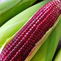 ราคา ข้าวโพดทับทิม ทานสด ถูกที่สุด 10บ เมล็ดพันธุ์ข้าวโพดทับทิมสยาม 10 เมล็ด ทานสด หวาน อร่อย (12641672387)