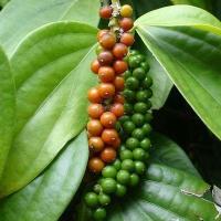 ราคา พริกไทย ถูกที่สุด 10บ เมล็ดพันธุ์พริกไทย 20 เมล็ด ปลูกครั้งเดียวอยู่ได้เกิน 10 ปี พุ่มใหญ่ เผ็ดร้อน (12970981162)