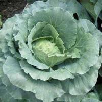 ราคา ปูเล่กินใบ ถูกที่สุด10บ เมล็ดพันธุ์ปูเล่กินใบ5 100 เมล็ด ปลูกครั้งเดียวอยู่ได้เกิน 10 ปี ตัดใบได้ตลอด ผักออร์แกนิค (12444052952)