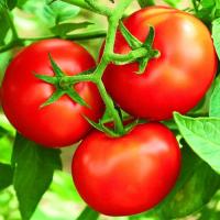 ราคา มะเขือเทศโทมัส ถูกที่สุด10 บ เมล็ดพันธุ์มะเขือเทศโทมัส5 50เมล็ด พันธุ์เนื้อ โตไว ผลดก (16901653279)