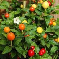 ราคา พริกตุ้ม สีรุ้ง ถูกที่สุด 10 บ เมล็ดพันธุ์พริกตุ้มสีรุ้ง 5 เมล็ด พริกประดับ สีสวย พุ่มใหญ่ (13058364292)