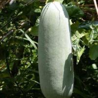 ราคา ฟักแฟงยักษ์ ถูกที่สุด10บ เมล็ดพันธุ์ฟักแฟงยักษ์10 50 เมล็ด ปลูกง่าย ลูกใหญ่ยักษ์ (12241713544)