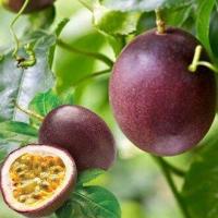 ราคา เสาวรส ถูกที่สุด10 บ เมล็ดพันธุ์เสาวรส20 เมล็ด งอกง่าย โตไว ลูกดก ทานอร่อย (12635541438)