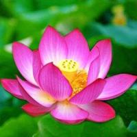 ราคา บัวหลวง ถูกที่สุด10บ เมล็ดพันธุ์บัวหลวง 2 เมล็ด งอกง่าย โตไว ดอกใหญ่สวย (12695549145)