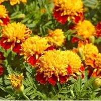 ราคา ดาวเรือง ไข่ดาว ถูกที่สุด10บ เมล็ดพันธุ์ดาวเรืองฝรั่งเศสไข่ดาว 10 เมล็ด ปลูกง่าย ดอกสวยน่ารัก (13201232393)