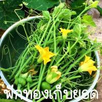 ราคา ฟักทองเก็บยอด ถูกที่สุด10บ ฟักทองเก็บยอด 5 เมล็ด เมล็ดงอกง่าย ต้นกล้าโตไว ยอดอร่อย (19338473476)