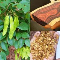 ราคา พะยูงไทย ถูกที่สุด10บ เมล็ดพันธุ์พะยูงไทย20เมล็ด ปลูกง่าย ทนร้อนทนแล้ง พืชเศรษฐกิจ (11143754766)