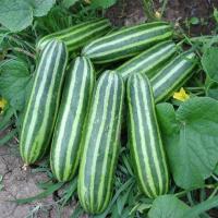 ราคา แตงไทยอ่อน ถูกที่สุด10บ เมล็ดพันธุ์แตงไทยอ่อน10 เมล็ด กินลูกอ่อน ลูกดก ปลูกง่าย (12601036190)