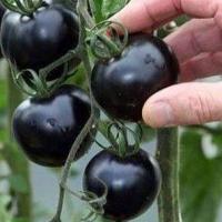 ราคา มะเขือเทศเชอรี่ สีดำ ถูกที่สุด 10บ เมล็ดพันธุ์มะเขือเทศเชอรี่ สีดำ งอกง่าย โตไว ลูดดก สวย แปลก (12964806422)