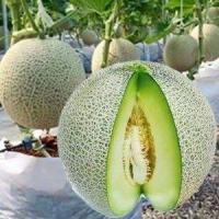 ราคา เมล่อนปริ้นเซส ถูกที่สุด10 บ เมล็ดเมล่อนปริ้นเซส 5 เมล็ด หวานกรอบ ฉ่ำน้ำ (13057595708)