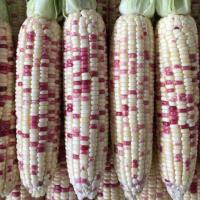 ราคา ข้าวโพดขาวม่วง ถูกที่สุด10บ เมล็ดข้าวโพดขาวม่วง10เมล็ด ทานอร่อย ปลูกง่าย (13160108305)