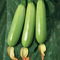 ราคา ซูกินีหยก ถูกที่สุด10บ เมล็ดพันธุ์ซูกินีหยก 3 เมล็ด งอกง่าย โตไว ลูกดก (13144143315)