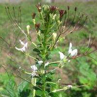 ราคา ผักเสี้ยน ถูกที่สุด10 บ เมล็ดผักเสี้ยน100 เมล็ด ปลูกง่าย โตไว (13245122193)