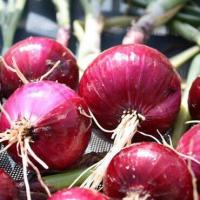 ราคา หอมแขกยักษ์ ถูกที่สุด 10 บ เมล็ดพันธุ์หอมแขกยักษ์ 40 เมล็ด งอกง่าย ขึ้นไว หัวใหญ่ (12885356789)