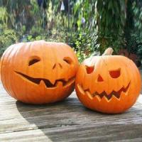 ราคา ฟักทองฮาโลวีน ถูกที่สุด10บ เมล็ดพันธุ์ฟักทองฮาโลวีน 3 เมล็ด ฟักทองฝรั่ง เมล็ดนำเข้า พันธุ์แท้ 100 ปลูกง่าย ผลดก (12695279393)