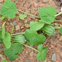 ราคา บวบจิ๋ว มะนอย ถูกที่สุด10บ เมล็ดพันธุ์บวบจิ๋วมะนอย 10 เมล็ด ปลูกง่ายลูกดกมาก ทานอร่อย (10724285171)