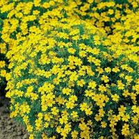 ราคา ดาวเรืองฝรั่งเศสจิ๋ว ถูกที่สุด10บ เมล็ดพันธุ์ดาวเรืองฝรั่งเศสจิ๋ว 20 100 เมล็ด ปลูกง่าย พุ่มใหญ่ ดอกดกสวย (12569514455)