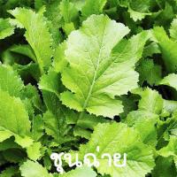 ราคา ผักกาดชุนฉ่าย ถูกที่สุด10บ เมล็ดพันธุ์ผักกาดชุนฉ่าย300 1800เมล็ด งอกง่าย โตเร็ว ทานอร่อย (16966762714)