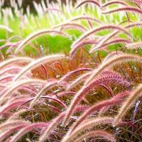 ราคา หญ้าน้ำพุแดง 10แถม1 ถูกที่สุด10 บ เมล็ดพันธุ์หญ้าน้ำพุ10 60เมล็ด งอกง่าย โตไว ดอกสวย (17430020118)