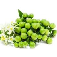 ราคา มะเขือพวงไร้หนาม ถูกที่สุด10บ เมล็ดพันธุ์มะเขือพวงไร้หนาม 20เมล็ด งอกง่าย โตไว ลูกดกมาก (13159963414)