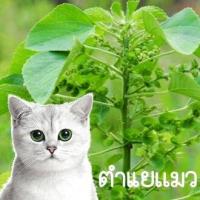 ราคา ตำแยแมว ถูกที่สุด 10 บ เมล็ดพันธุ์ตำแยเเมว 50 เมล็ด โตไว พุ่มใหญ่ แมวชอบ (12968148620)