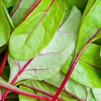 ราคา ปวยเล้งญี่ปุ่น ก้านแดง ถูกที่สุด10 บ เมล็ดพันธุ์ปวยเล้งก้านแดง 30 เมล็ด ใบใหญ่ ทานอร่อย (13159729897)