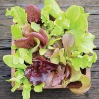 ราคา ผักสลัดมิกซ์ ถูกที่สุด10บ เมล็ดพันธุ์ผักสลัดมิกซ์ 100เมล็ด งอกง่าย โตไว พุ่มใหญ่ ทานอร่อย (13180800466)