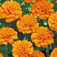 ราคา ดาวเรืองฝรั่งเศส คละสี ถูกที่สุด 10 บ เมล็ดพันธุ์ดาวเรืองฝรั่งเศสคละสี 10 เมล็ด งอกง่าย โตไว ดอกดกสวย (10724301070)