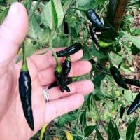 ราคา พริกชี้ฟ้า สีดำ ถูกที่สุด10บ เมล็ดพันธุ์พริกชี้ฟ้าสีดำ 10 เมล็ด ปลูกง่าย ขึ้นไว ผลดก (12885089716)