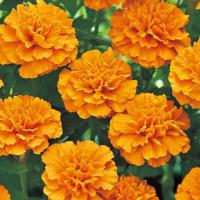 ราคา ดาวเรืองฝรั่งเศสส้ม ถูกที่สุด10บ เมล็ดพันธุ์ดาวเรืองฝรั่งเศสสีส้ม 20 เมล็ด งอกง่าย ดอกดก พุ่มใหญ่ สวยมาก (13005728992)