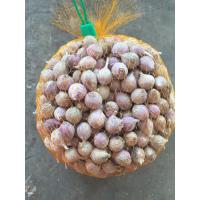 ราคา กระเทียมโทนขนาดเล็กจิ๋ว คัดคุณภาพ หัวเล็กจิ๋ว 1 กก (20689561501)