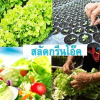 ราคา กรีนโอ๊ค ถูกที่สุด10บ เมล็ดผักสลัดกรีนโอ๊ค100 เมล็ด ออร์แกนิค ปลูกง่าย งอกไว ทานอร่อย (13006095906)