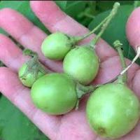 ราคา มะเขือจิ๋ว ตอแหล ถูกที่สุด 10 บ เมล็ดพันธุ์มะเขือจิ๋ว 30 เมล็ด ปลูกง่าย โตไว ผลดก ทานอร่อย (10723468408)